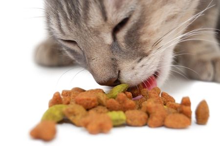 amostra-gratis-comida-para-gatos Comida para Gatos Amostra Grátis 2023 – Solicite