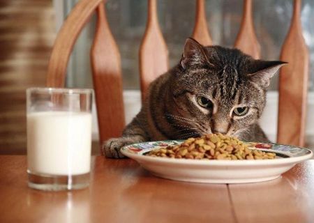 amostras-gratuitas-comidas-para-gatos Comida para Gatos Amostra Grátis 2023 – Solicite