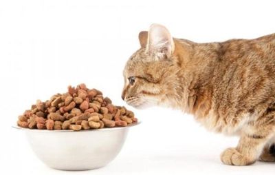 solicitar-amostra-gratis-comida-para-gatos Comida para Gatos Amostra Grátis 2023 – Solicite